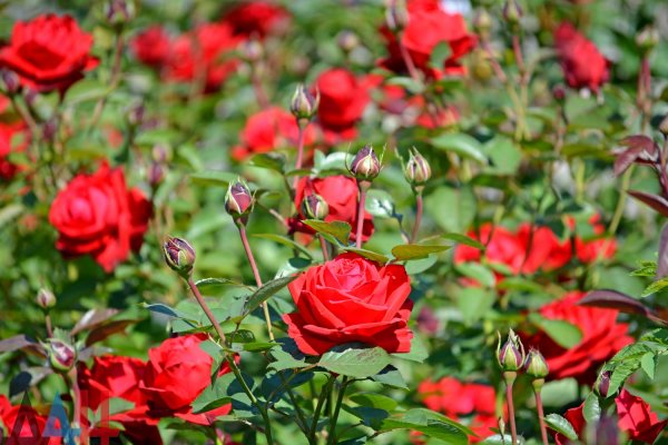 Пушилин передал Цхинвалу саженцы 2500 кустов донецких роз