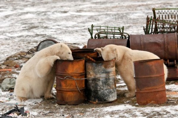 Сибирские ученые предложили технологии для спасения экологии в Арктике - «Новости Дня»