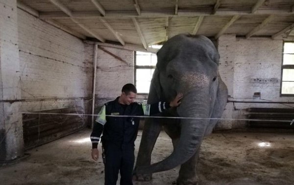 В Беларуси поймали слона, гулявшего по деревне