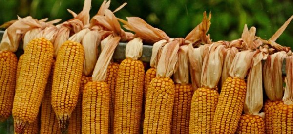 В Канаде прогнозируют почти рекордный урожай кукурузы - «Новости дня»