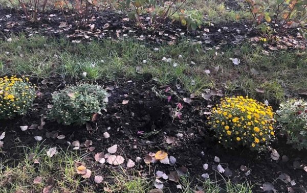 В Киеве украли кусты и цветы из обновленного парка