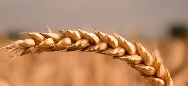 В США фьючерсы на пшеницу дешевеют из-за новостей с полей - «Технологии»