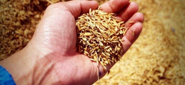 В США фьючерсы на пшеницу растут из-за проблем с уборкой - «Авто новости»