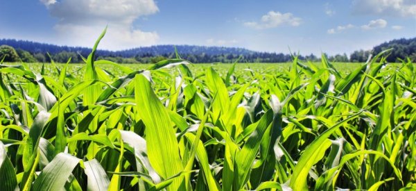 В США кукуруза и соя подорожали из-за затянувшейся уборки - «Технологии»