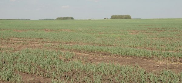 Затяжная засуха сократила австралийский прогноз по пшенице на 10% - «Новости дня»