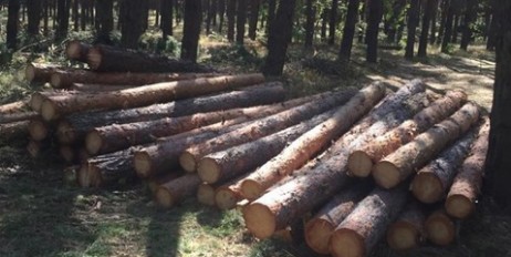 На Луганщині езаконно вирубують ліс - «Мир»