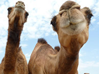 New York Times (США): сколько горбов у верблюда? В Казахстане ответ на этот вопрос не очевиден - «ЭКОНОМИКА»