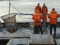 NRK (Норвегия): русские разводят лососей среди атомных подлодок и военных баз - «Общество»