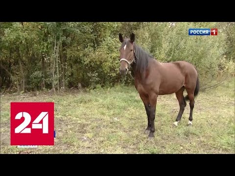 По улицам Петербурга несколько дней разгуливала лошадь - Россия 24 - (видео)