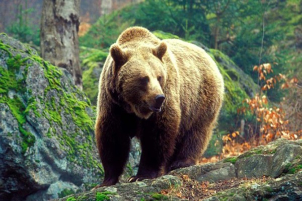 СМИ: Польский турист погиб в схватке с медведем на армянской горе Арагац - «Новости Дня»