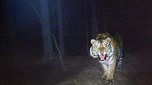 Тигра, убившего человека в Хабаровском крае, привезли в Уссурийск - «Новости Уссурийска»