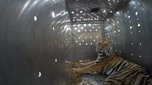 Тигры, выловленные в Уссурийском районе, обживаются в заповеднике Приамурья - «Новости Уссурийска»