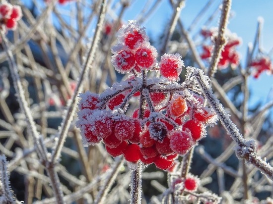 В Брянске утром ожидают заморозки до минус 2 градусов