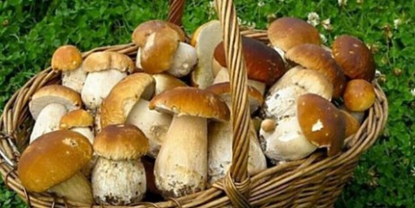 Выявлено новое полезное свойство грибов - «Политика»
