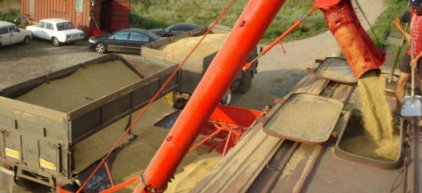 3 тыс. тонн омского зерна ушло в Казахстан - «Здоровье»