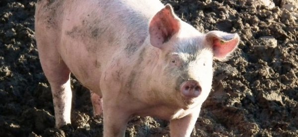 Африканская чума свиней угрожает всей Азии - «Здоровье»
