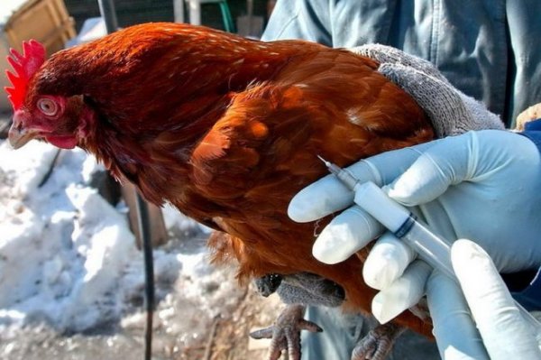 Казахстан признан страной, свободной от птичьего гриппа - «Новости Дня»