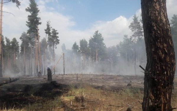 Масштабные пожары охватили леса Прикарпатья