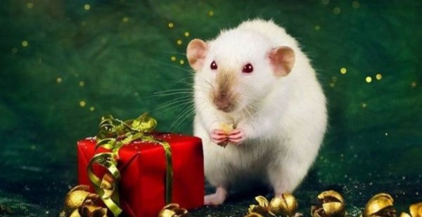 Подарки судьбы: что предвещает год Крысы знакам Зодиака - «Авто новости»