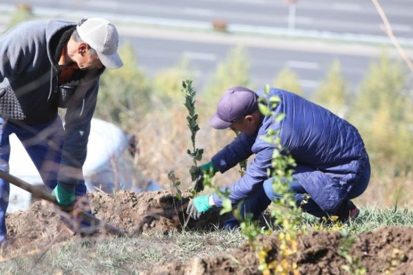 Тюльпаны Назарбаева посадили на склоне известной горы в Алма-Ате - «Новости Дня»
