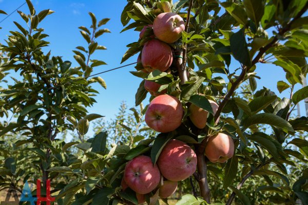В ДНР рассматривают возможность собственного производства соков и джемов из яблок
