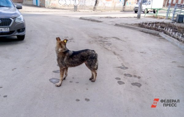 В Екатеринбурге собаку оставили умирать, приковав к дереву