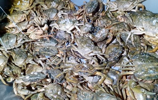 В Херсонской области задержали браконьеров с уловом крабов на 89 млн грн