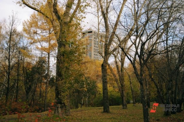 В Юго-Западном лесопарке Екатеринбурга вырубят деревья