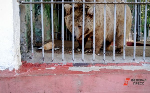 Жители Лангепаса не боятся гуляющего по городу медведя