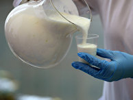 Русская Германия (Германия): молоко оказалось опасным - «Общество»
