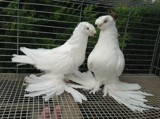В Тамбовской области покажут редких голубей