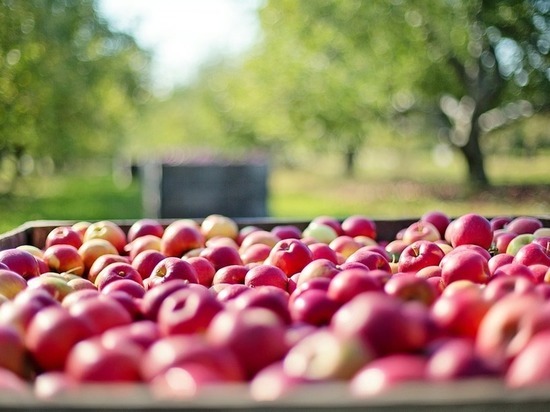 Волгоградский садовод назвал лучшие сорта зимних яблок