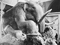 Yle (Финляндия): последняя популяция мамонтов вымерла из-за катаклизма - «Наука»