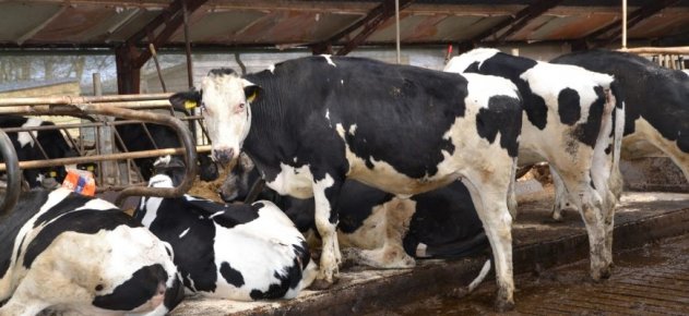 Как измерить и повысить эффективность кормления крупного рогатого скота - «Здоровье»