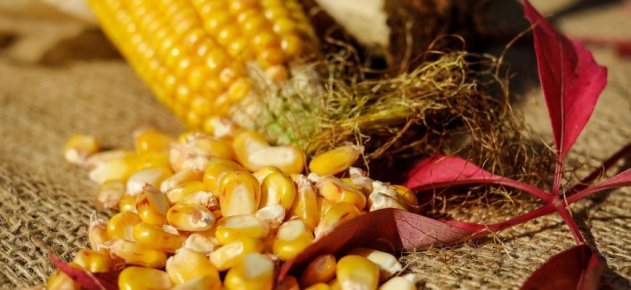 Россия, Украина и Бразилия забирают у США долю в экспорте зерна - «Здоровье»