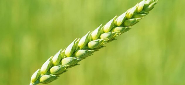 Ученые создадут для вегетарианцев пшеницу, богатую цинком - «Авто новости»