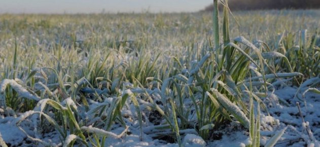 В Оренбуржье популяция вредителя зерновых из-за низких температур может увеличиться - «Спорт»