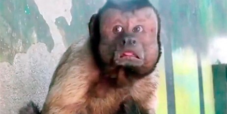 В китайском зоопарке ищут жену примату с "лицом растерянного мужчины" - «Политика»