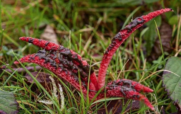 Впервые за 20 лет найден гриб "пальцы дьявола"