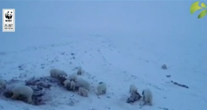 Белые медведи окружили село на Чукотке - «Здоровье»