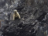 Extra Bladet (Дания): пятьдесят голодных белых медведей осаждают российский поселок - «Общество»