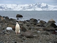 Климатическая точка невозврата: не верить в нее слишком рискованно (Nature, Великобритания) - «Наука»