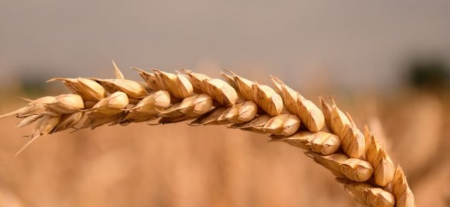Дорогая казахстанская пшеница способствует росту инфляции в Таджикистане - «Культура»
