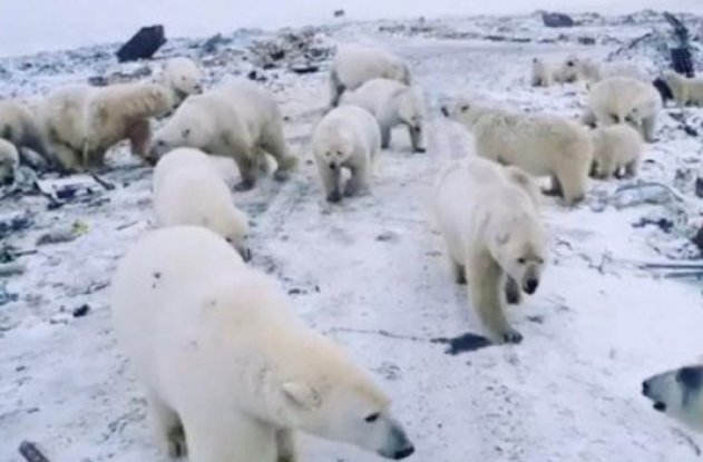 Российское село "захватили" белые медведи - «Политика»