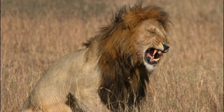 Сбежавший лев загрыз мужчину и стаю собак - «Общество»