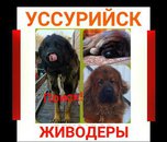 В Приморье активизировалась «банда живодеров» - «Новости Уссурийска»