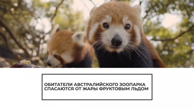 Австралийские животные спасаются от жары фруктовым льдом - (видео)