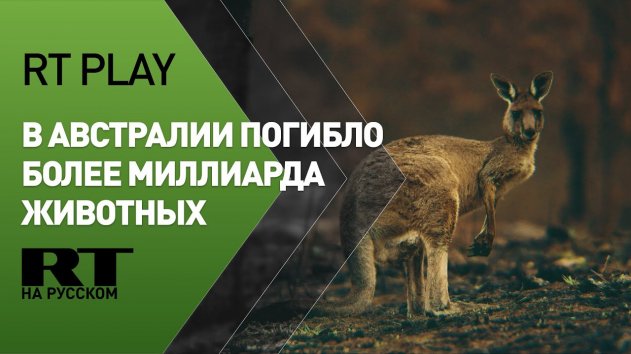 Более миллиарда животных погибло из-за пожаров в Австралии - (видео)