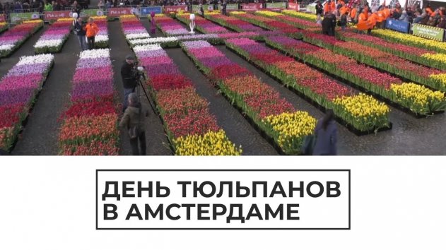 День тюльпанов в Амстердаме - (видео)