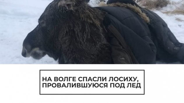 На Волге спасли лосиху, провалившуюся под лед - (видео)